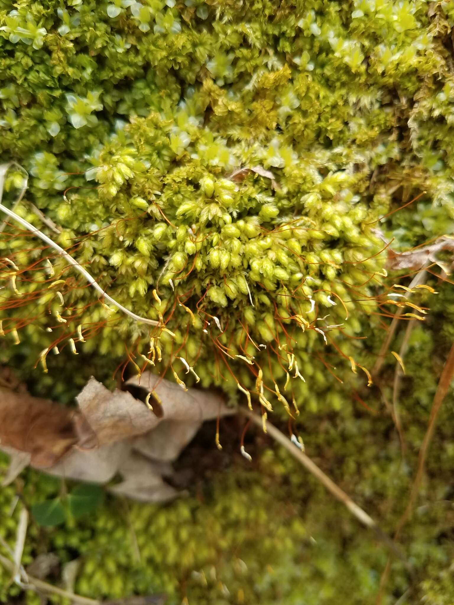 Image of aulacomnium moss