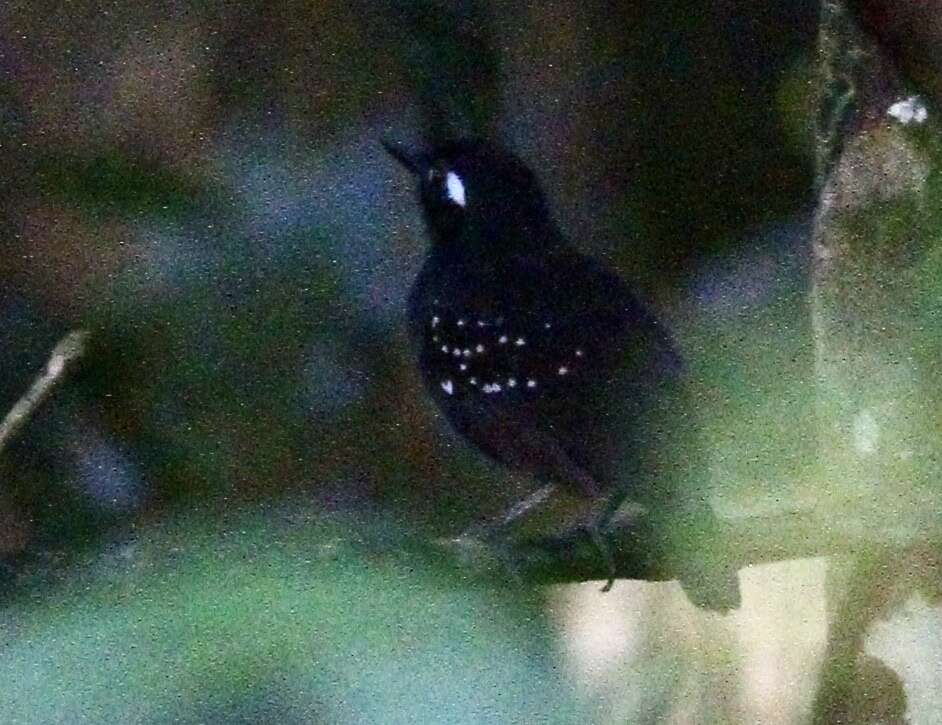 Image of Plumbeous Antbird