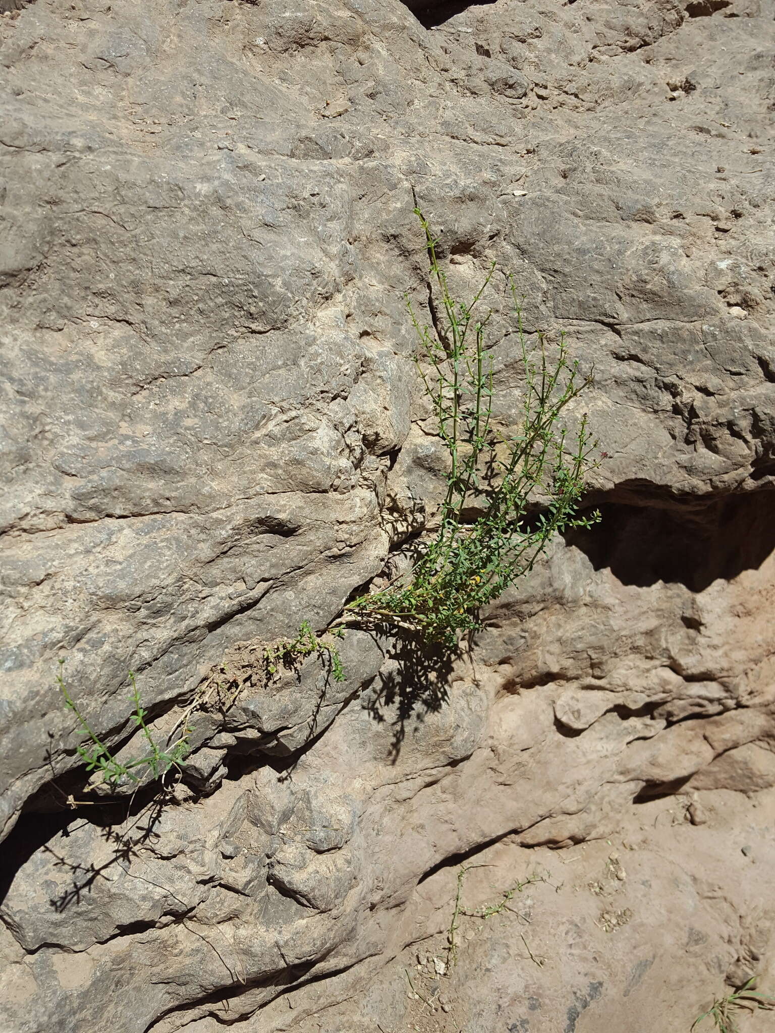 Plancia ëd Galium wrightii A. Gray