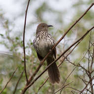 Image of Long-billed Thrasher