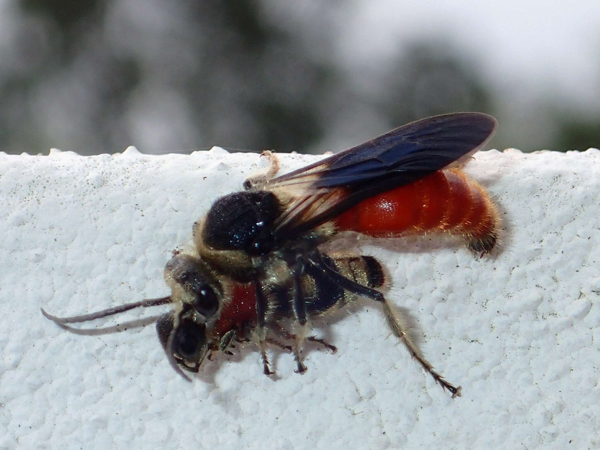 Image of Eotrogaspidia auroguttata (Smith 1855)