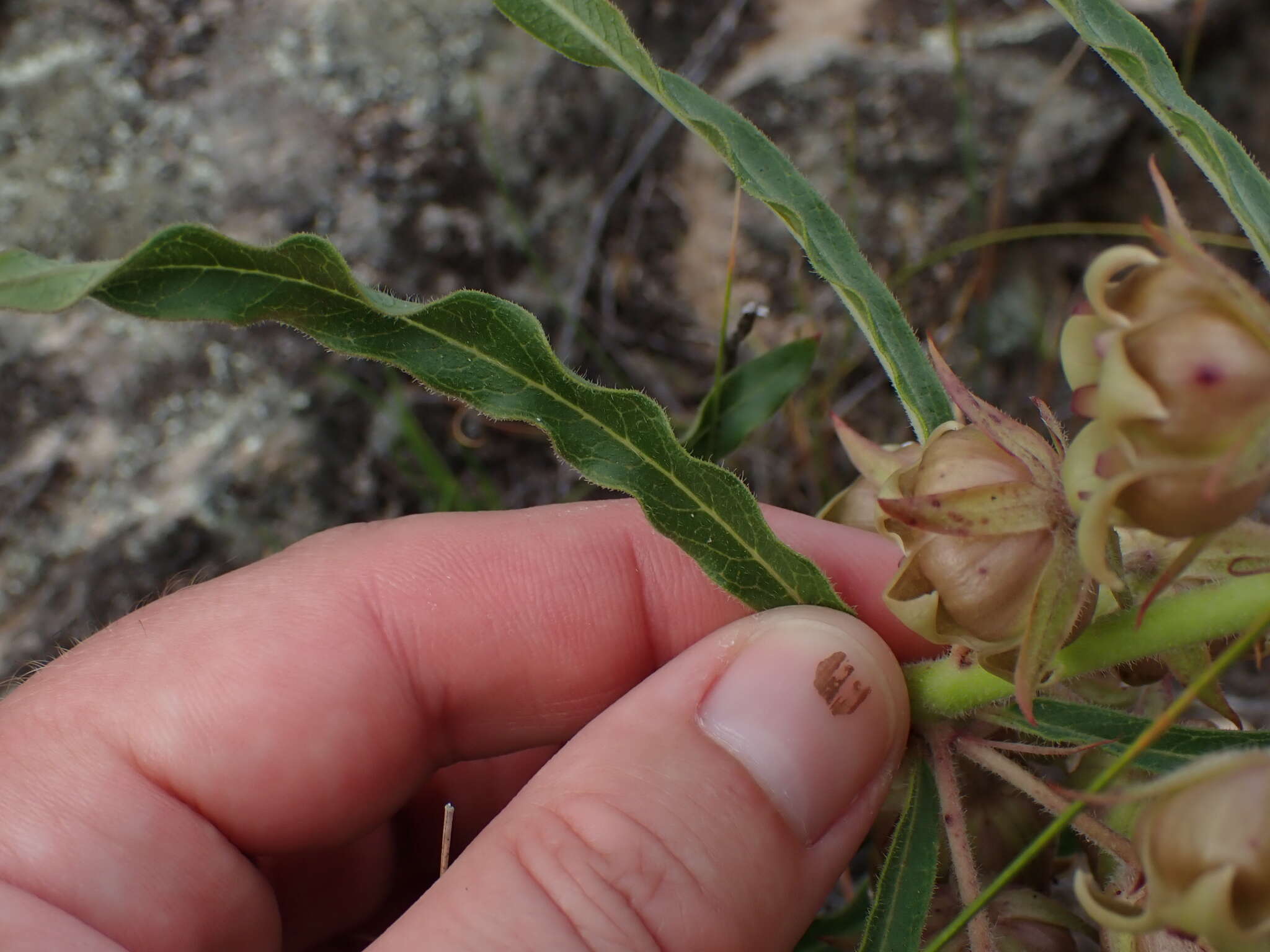 Image of Pachycarpus dealbatus E. Mey.