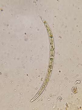 Image of Closterium acutum