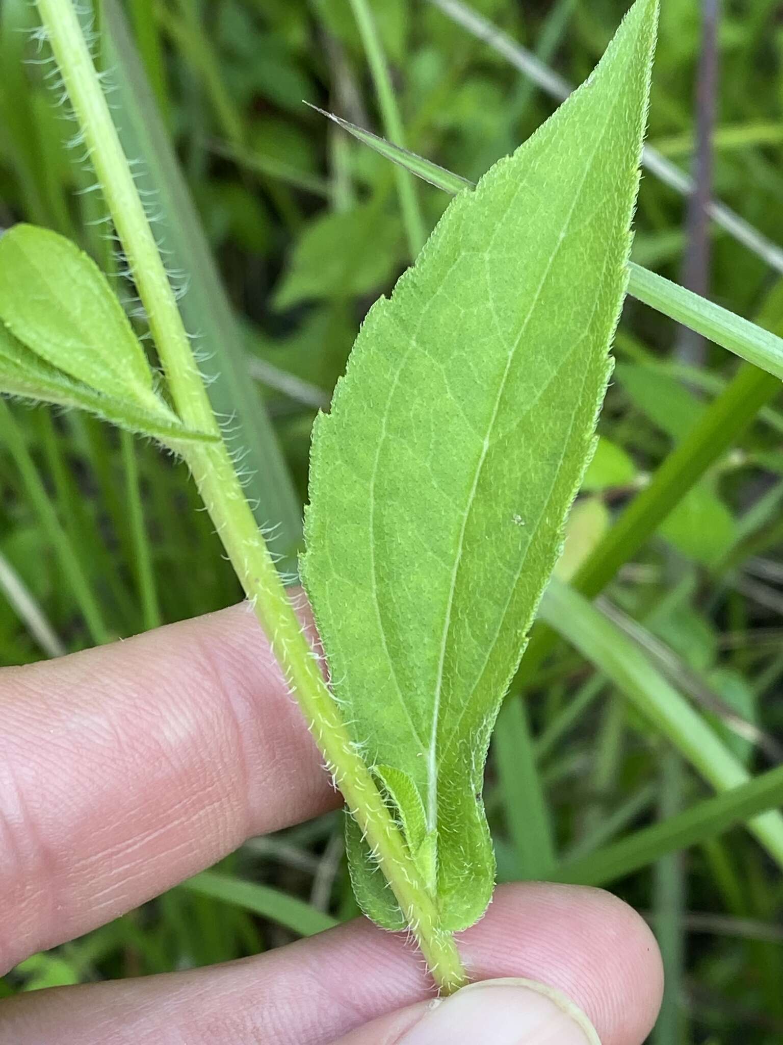 Image of Rudbeckia terranigrae