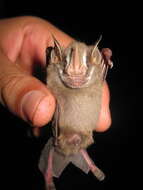 Image of pygmy fruit-eating bat