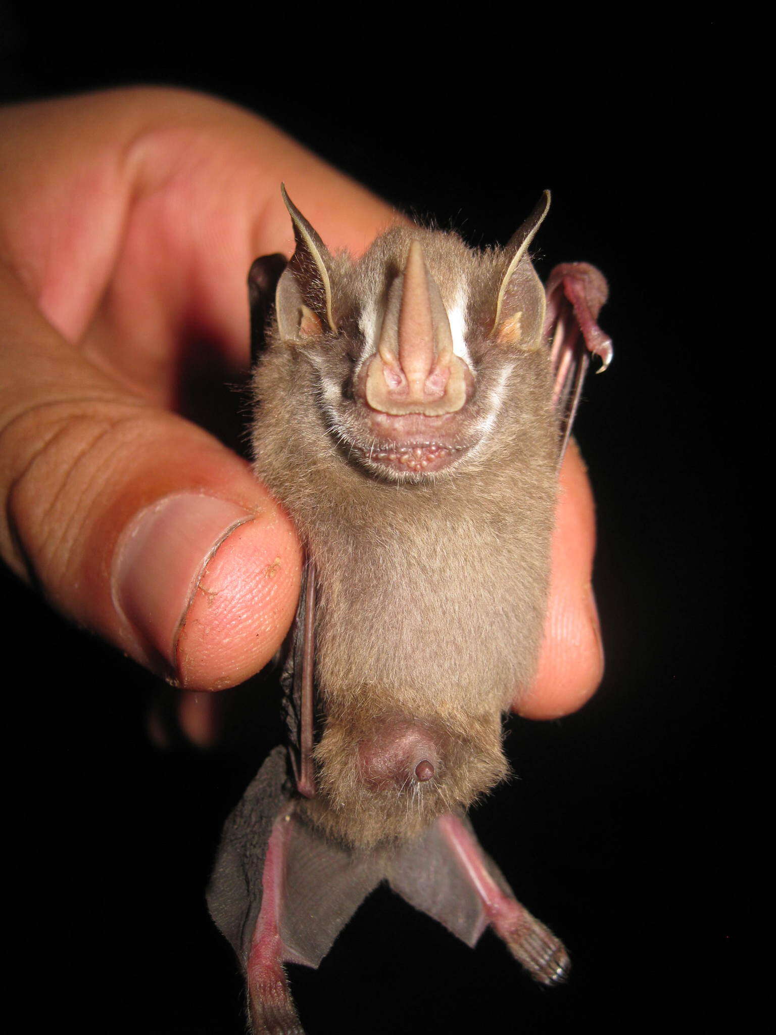 Image of pygmy fruit-eating bat