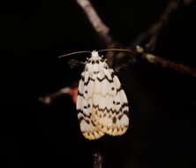 Imagem de Hectobrocha pentacyma Meyrick 1886