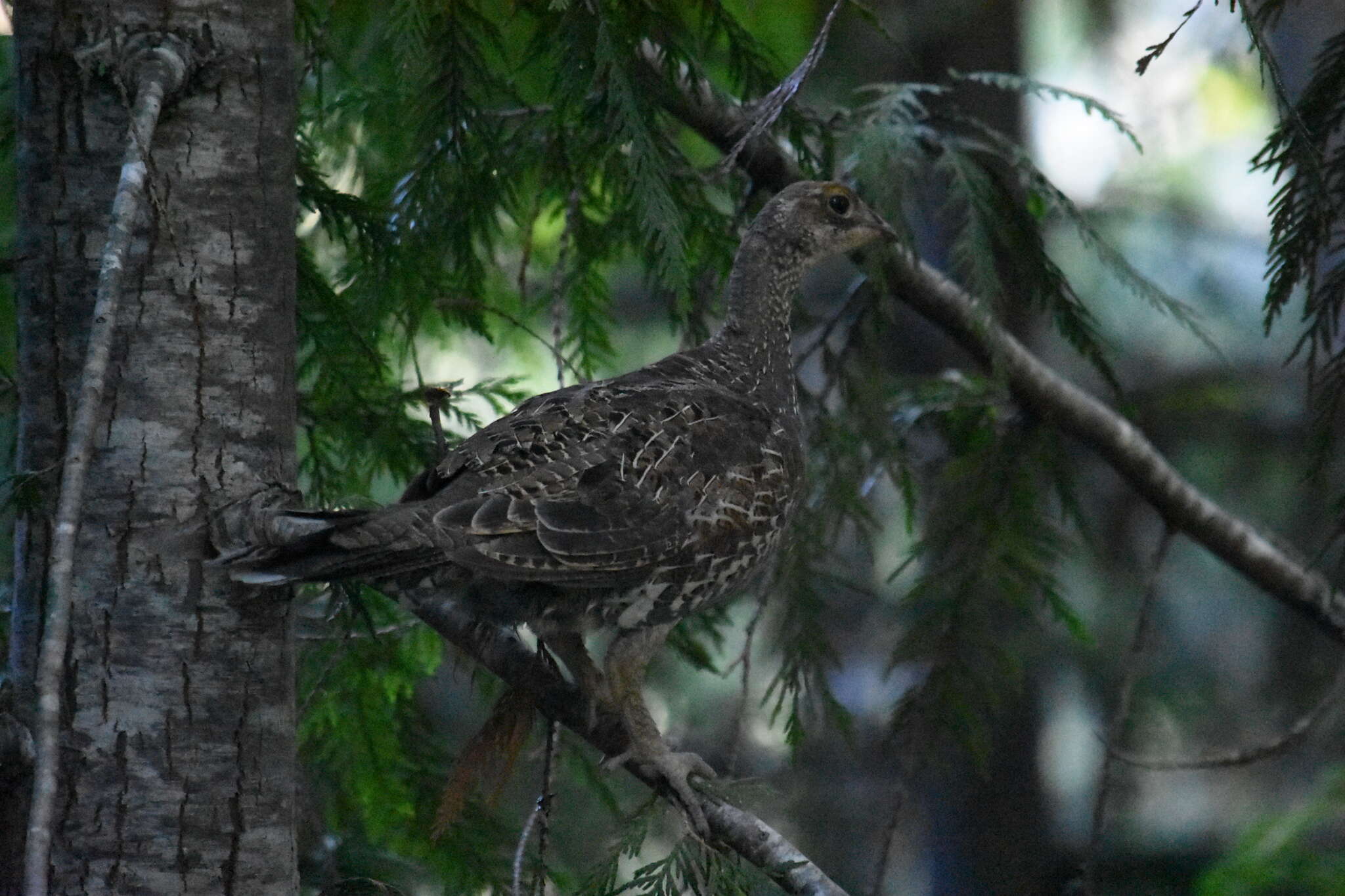 Image of Dendragapus Elliot & DG 1864