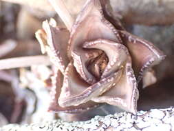 Image of Astroloba bullulata (Jacq.) Uitewaal