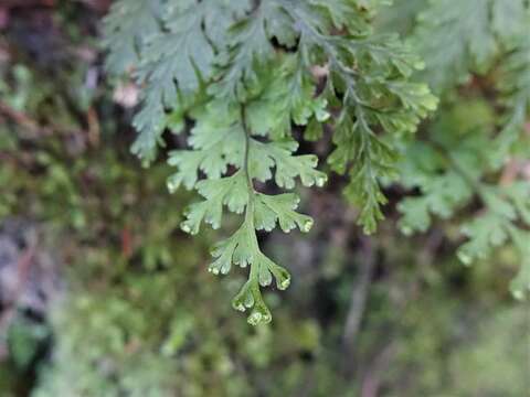 Image of Hymenophyllum scabrum A. Rich.