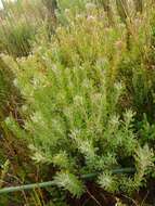 Image of Leucadendron radiatum Phillips & Hutchinson