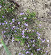 Image of Limonium scabrum var. scabrum