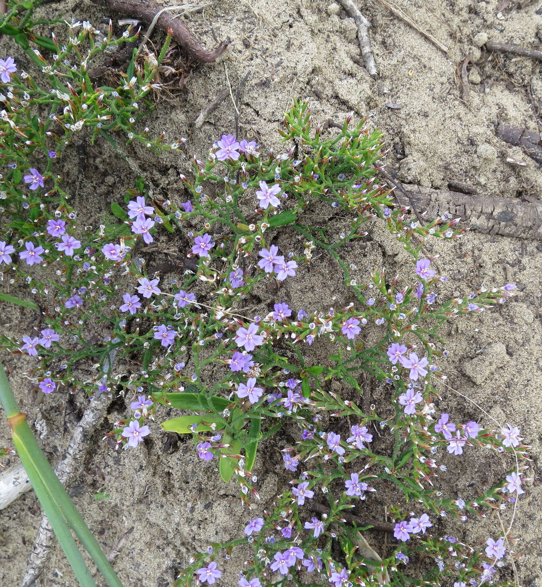 Image of Limonium scabrum var. scabrum