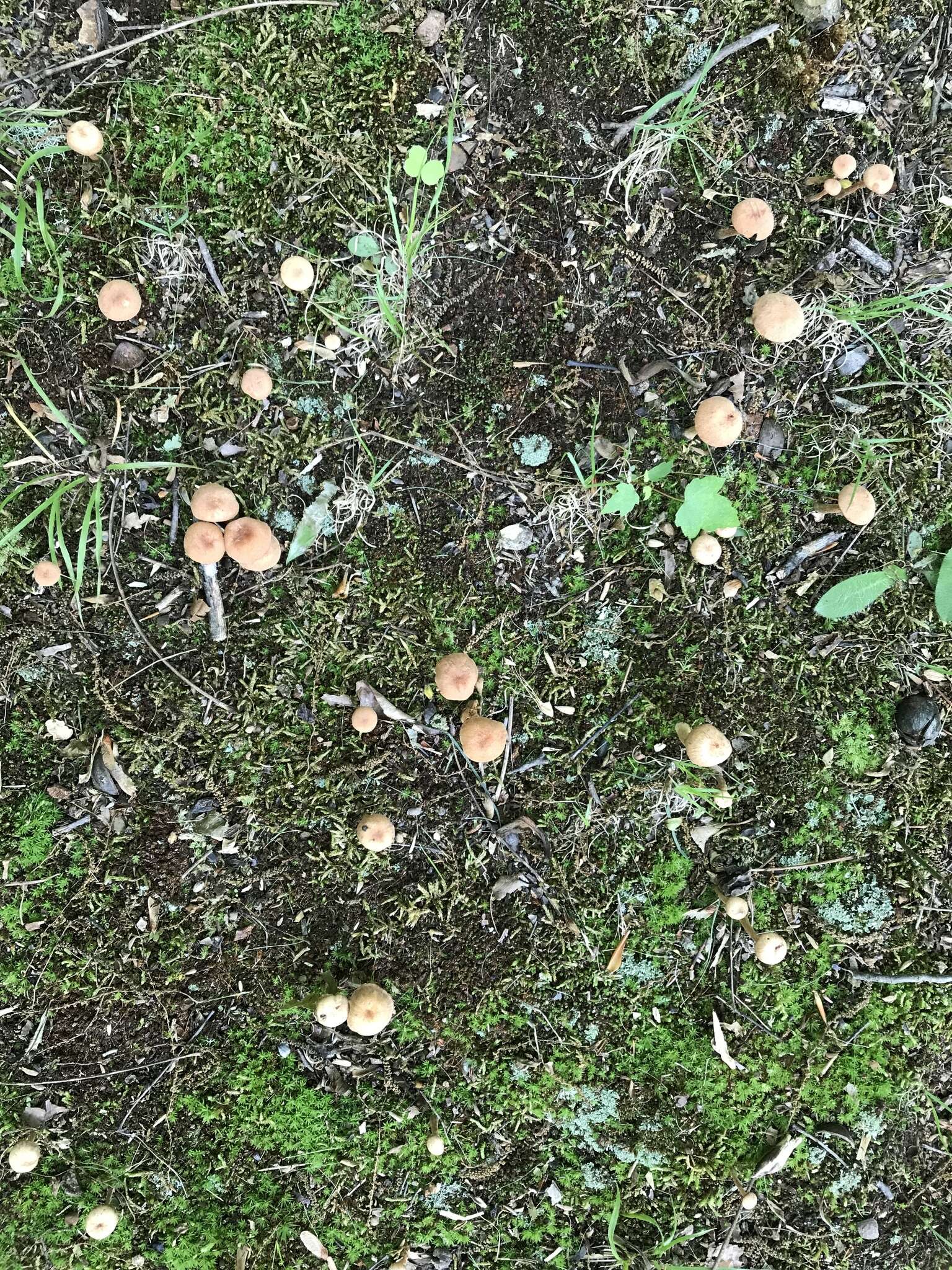 Image of Laccaria laccata var. pallidifolia (Peck) Peck