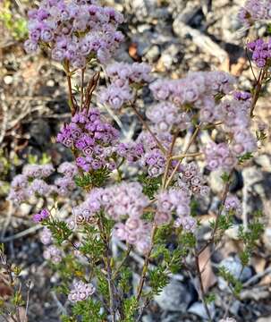 Image of Compacted Featherflower