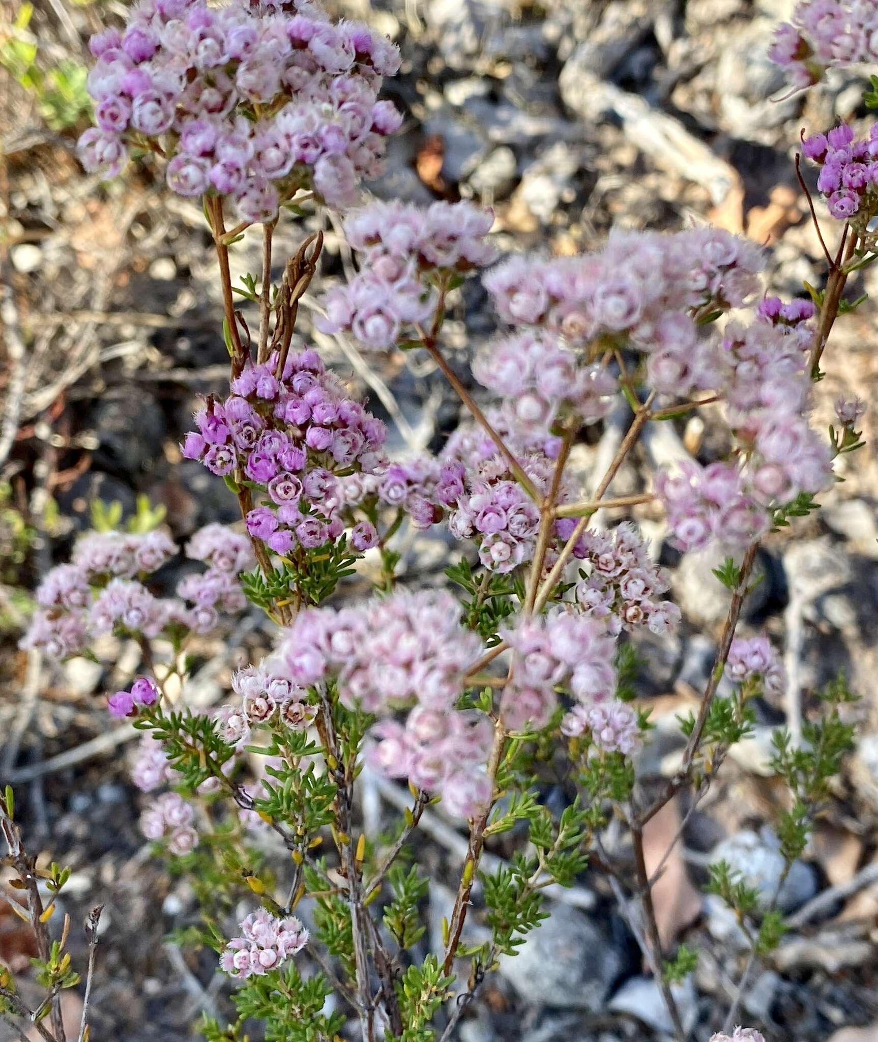 Verticordia densiflora Lindl. resmi