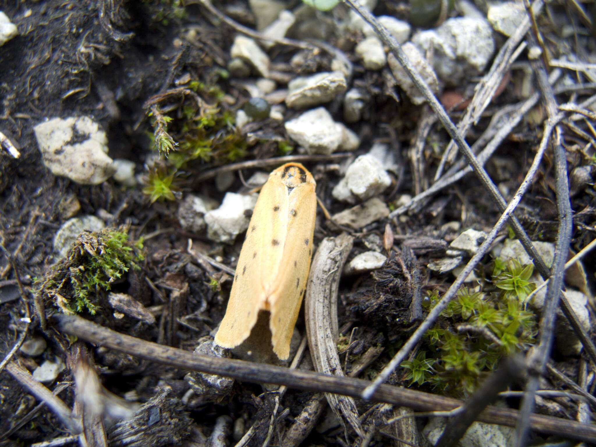 Imagem de Setina irrorella Linnaeus 1758