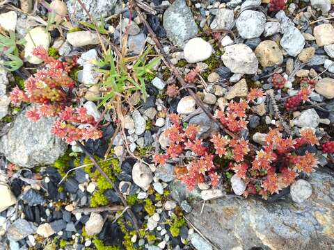 Слика од Sedum atratum L.