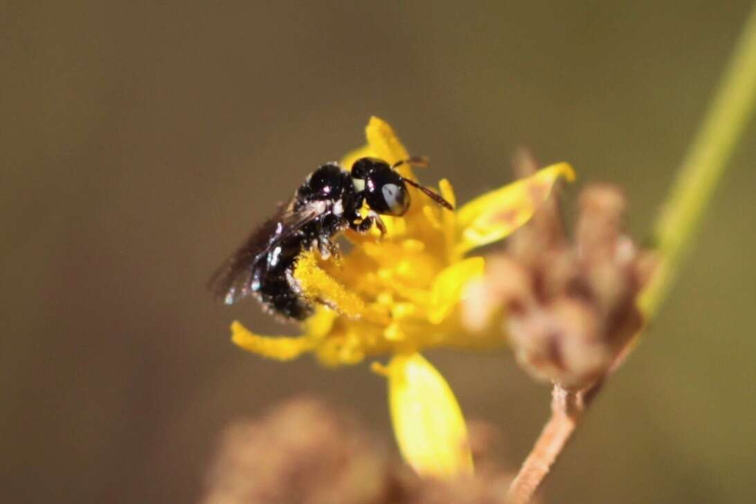 Sivun Ceratina arizonensis Cockerell 1898 kuva