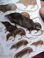 Image of Smoky Shrew