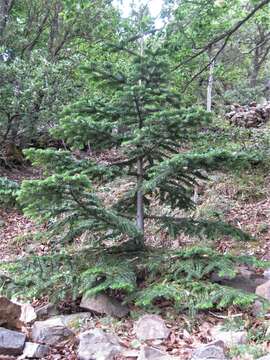 Imagem de Abies nebrodensis (Lojac.) Mattei