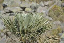 Image of Trithrinax campestris (Burmeist.) Drude & Griseb.