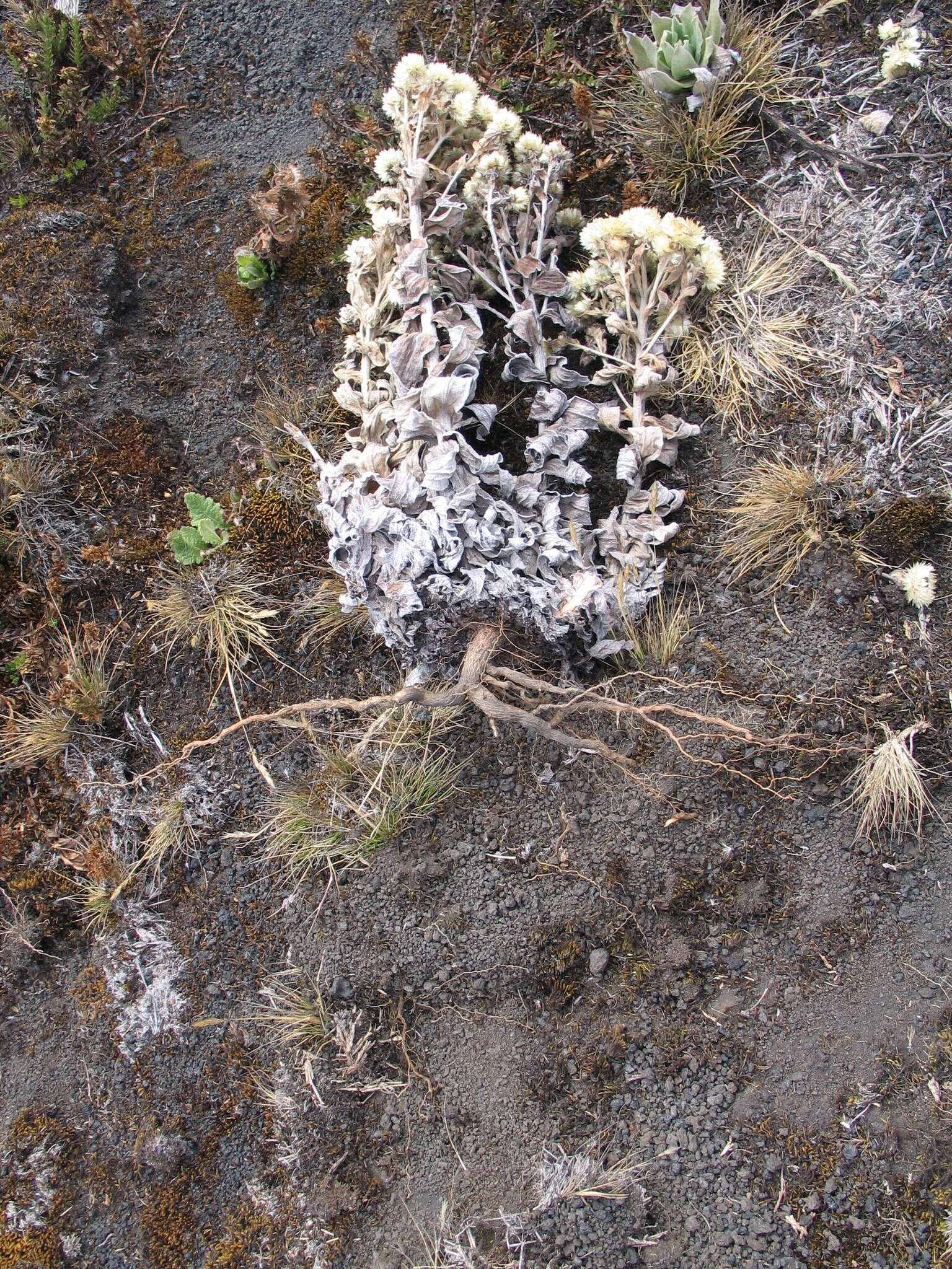 Image de Helichrysum mannii Hook. fil.