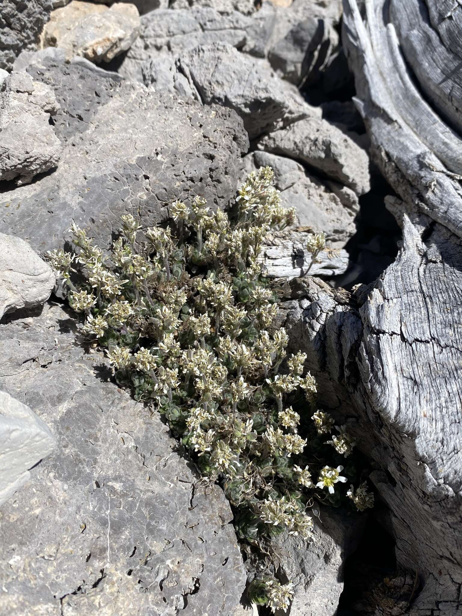 Image of Jaeger's draba