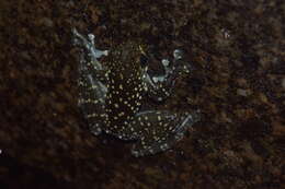 Image of Sabah Splash Frog