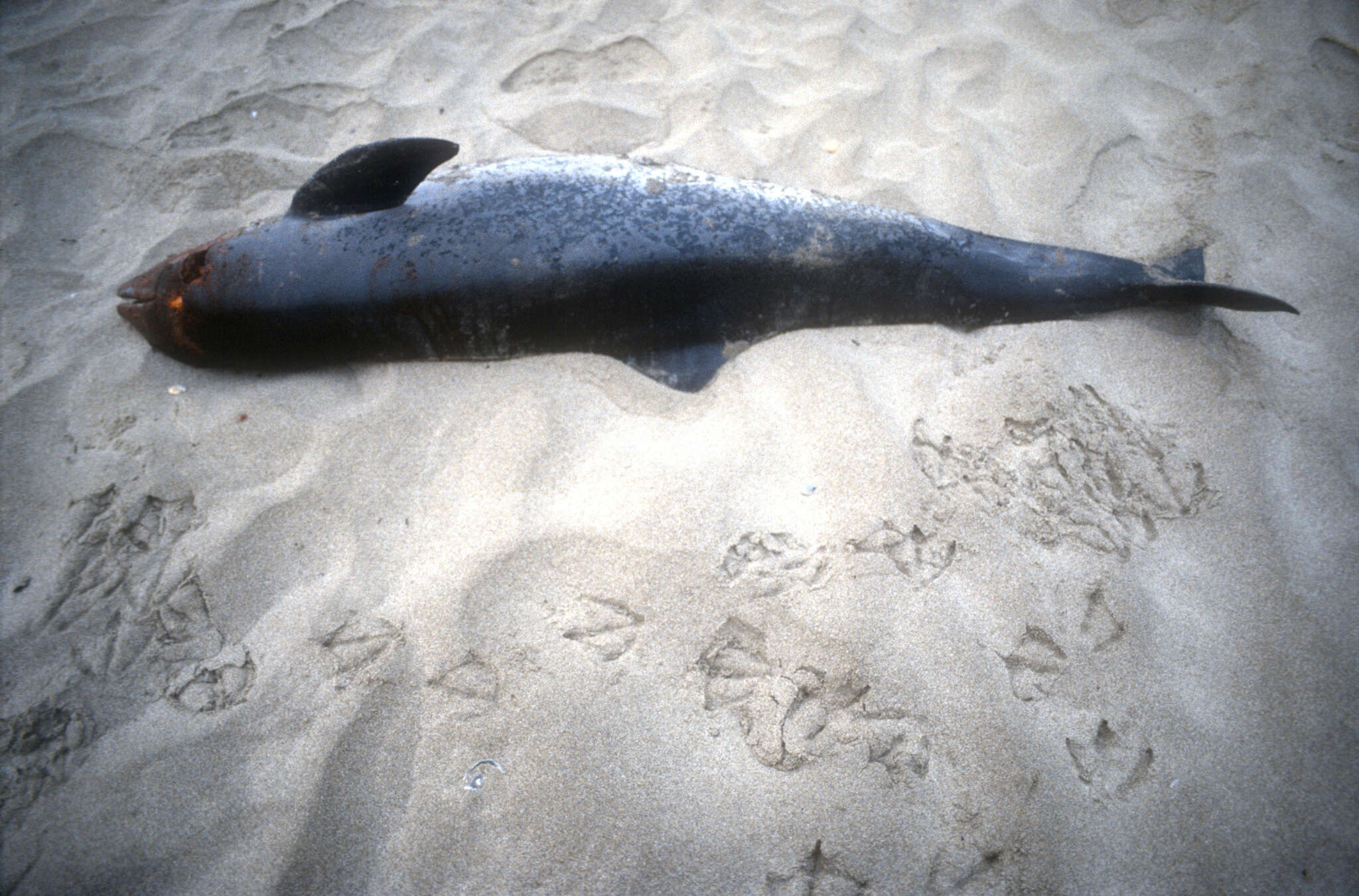 Image of Black Sea harbour porpoise