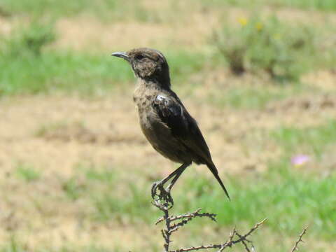 Image of Ant-eating Chat