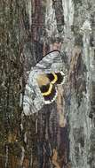 Image of Yellow-banded Underwing