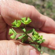 Слика од Euphorbia tetrapora Engelm.