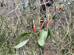 Image of Northern mistletoe