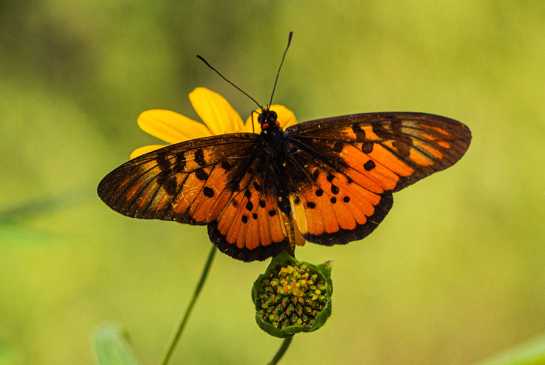 صورة Acraea egina areca Mabille 1888