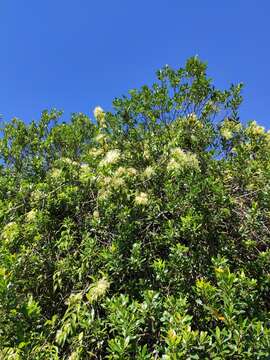 Imagem de Tripodanthus acutifolius (Ruiz & Pav.) van Tiegh.