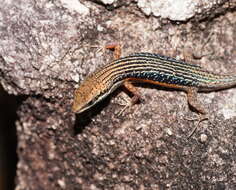 Image of Lined Rainbow-skink