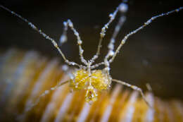 Image of Sea-spider