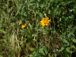 Image of Mt. Diablo helianthella