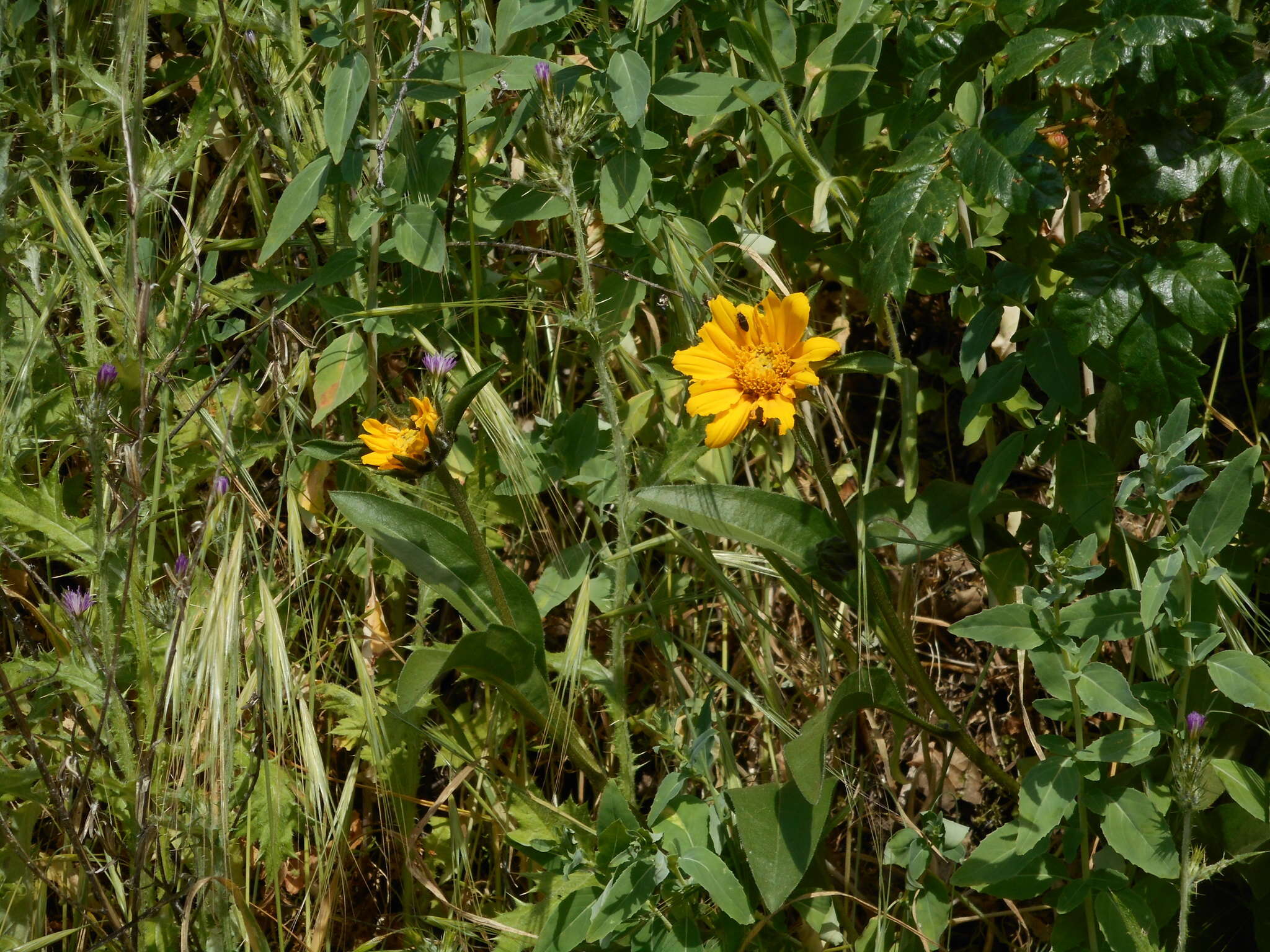 Image of Mt. Diablo helianthella