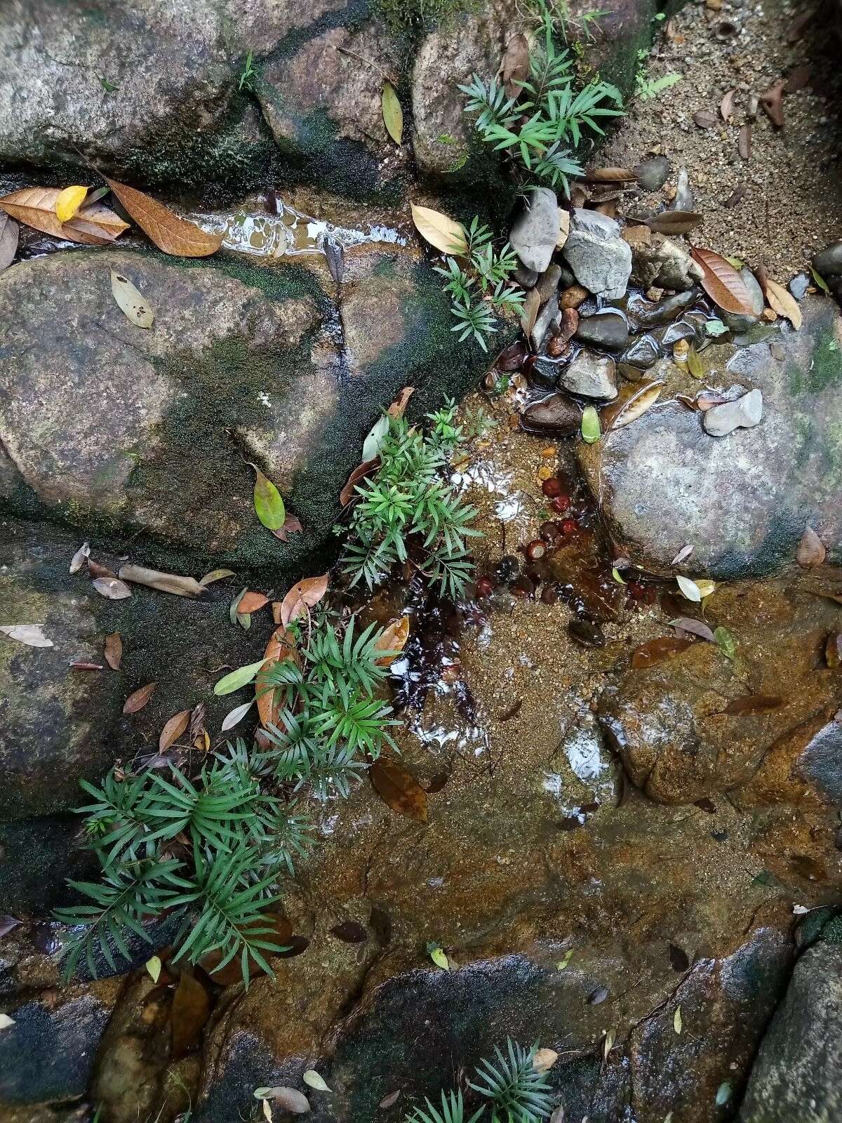 Image de Plenasium angustifolium (Ching) A. Bobrov