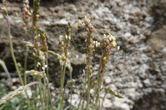 Plantago albicans L. resmi