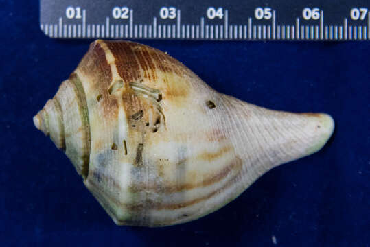 Image de Fulguropsis plagosa (Conrad 1863)