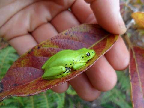 Image of Boettger's Reed Frog