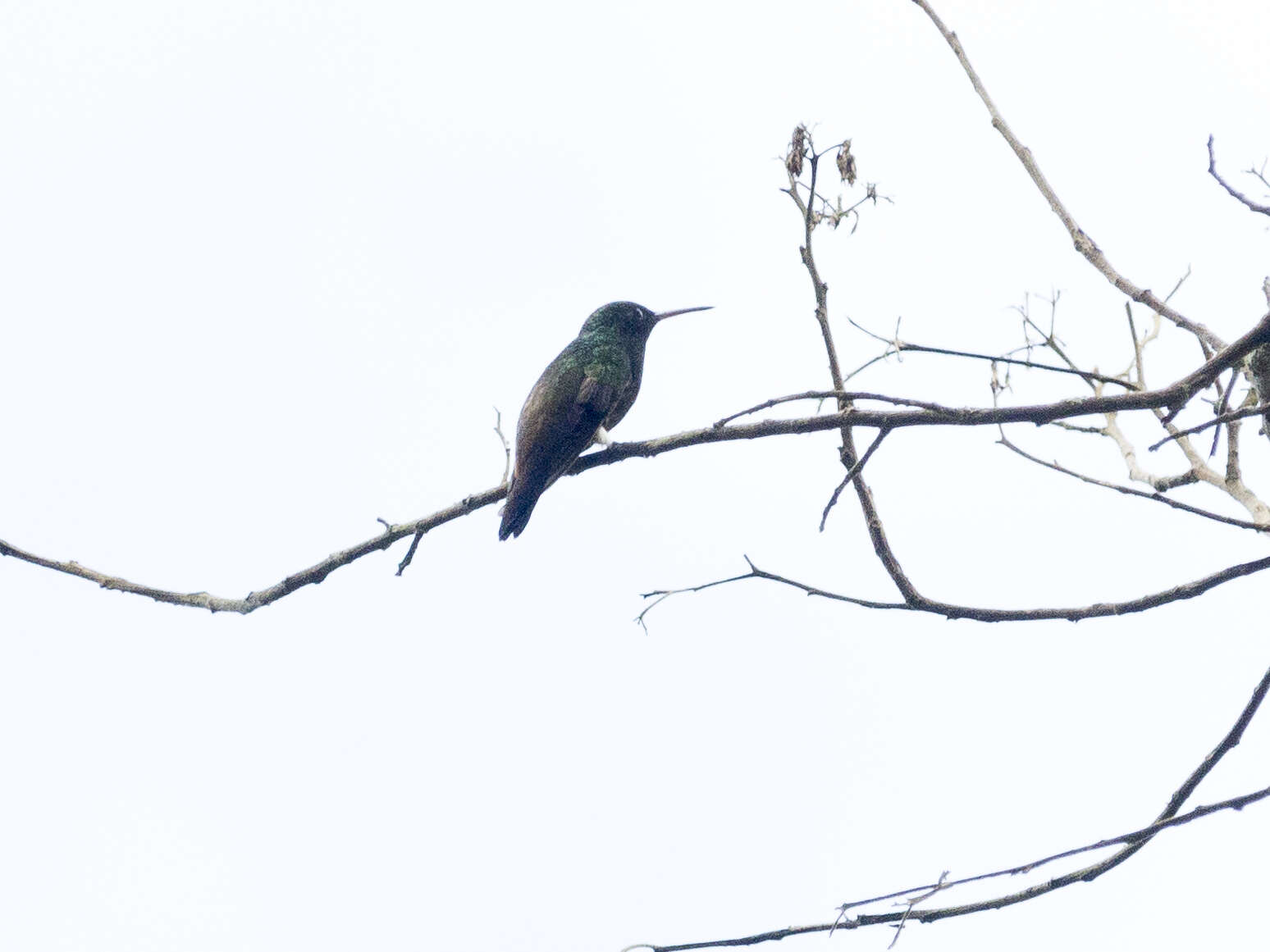 Image of Copper-rumped Hummingbird