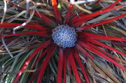 Image of Fascicularia bicolor subsp. bicolor
