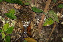 Image of Graptopsaltria bimaculata Kato 1925