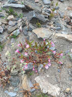 Erythranthe inconspicua (A. Gray) G. L. Nesom resmi