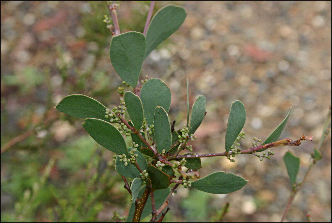 Imagem de Acacia alpina F. Muell.