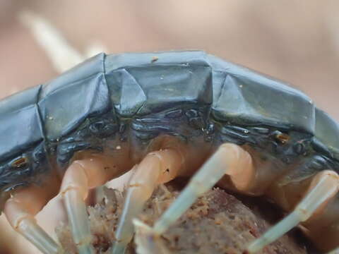 Image of Scolopendra japonica L. Koch 1878